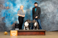 American Bully BOW Ch Judge Debbie Mitchell