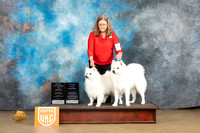 American Eskimo #1138 Sun VBIS Judge Rick Gann