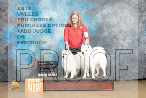 American Eskimo #1138 Sun VBIS Judge Rick Gann_MJ_9939_UKCLvwfeb23_HR3