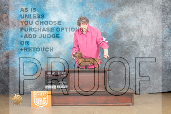 Dachshund #287 BOBG2 Judge Rick Gann_MJ_9812_UKCLvwfeb23_HR3