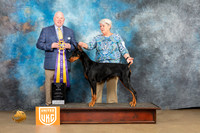 Doberman Pinscher #149 Sun1 RBIS Judge Rick Gann