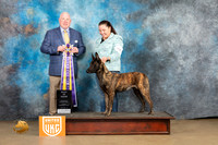 Dutch Shepherd #208 Sun1 BIS Judge Rick Gann