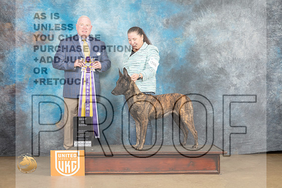 Dutch Shepherd #208 Sun1 BIS Judge Rick Gann_MJ_9784_UKCLvwfeb23_HR3