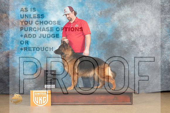 German Shepherd #243 Sun ChBF Judge Tony Roposo_MJ_9850_UKCLvwfeb23_HR3