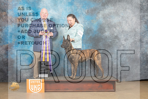 Dutch Shepherd #208 Sun1 BIS Judge Rick Gann_MJ_9786_UKCLvwfeb23_HR3