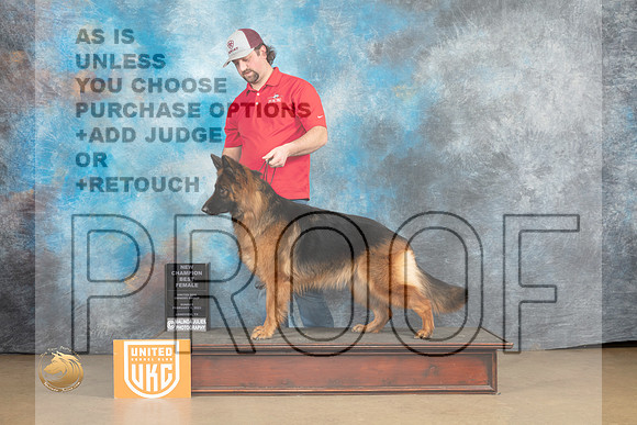 German Shepherd #243 Sun ChBF Judge Tony Roposo_MJ_9852_UKCLvwfeb23_HR3