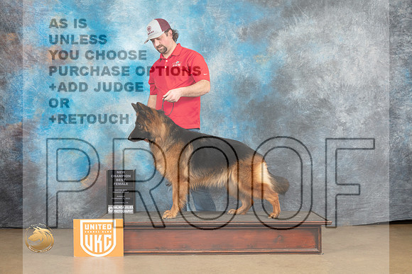 German Shepherd #243 Sun ChBF Judge Tony Roposo_MJ_9853_UKCLvwfeb23_HR3