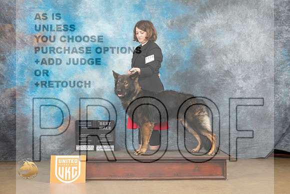 German Shepherd Dog #1114 Sun BM Judge Rick Gann_MJ_9894_UKCLvwfeb23_HR3