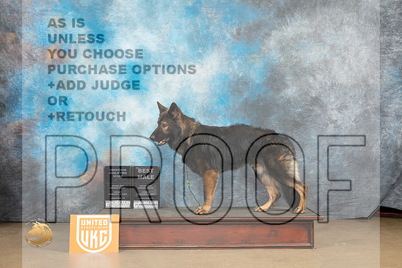 German Shepherd Dog #1114 Sun BM Judge Rick Gann_MJ_9900_UKCLvwfeb23_HR3