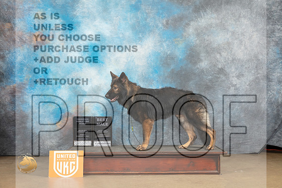 German Shepherd Dog #1114 Sun BM Judge Rick Gann_MJ_9901_UKCLvwfeb23_HR3