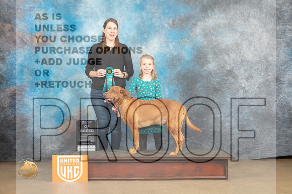 Labrador Retriever #261 Sun BM no judge_MJ_9823_UKCLvwfeb23_HR3