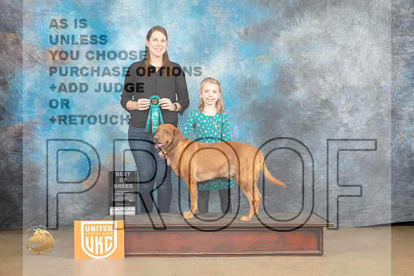 Labrador Retriever #261 Sun BM no judge_MJ_9824_UKCLvwfeb23_HR3