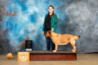 Labrador Retriever #262 Sun BOBCH Judge Tony Raposo