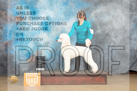 Poodle Std #223 Sun2 BOW Judge Tony Raposo_MJ_9888_UKCLvwfeb23_HR3