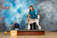 Poodle Std #249 Sun 1st Judge Tony Roposo