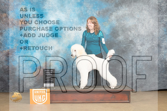 Poodle Std #250 Sun PBOB Judge Roland Pelland_MJ_9793_UKCLvwfeb23_HR3