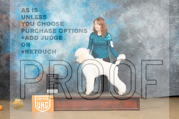 Poodle Std #250 Sun PBOB Judge Roland Pelland_MJ_9797_UKCLvwfeb23_HR3