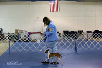 Italian Greyhound Sat S2 Ring LR Hutto Feb 2013