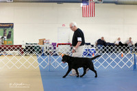 Labrador Retriever Sun S1 Ring LR Hutto Feb 2013