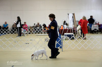 Parson Russell Terrier Sat S1 Ring LR Hutto Feb 2013