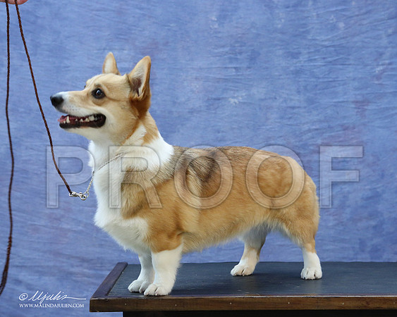 CorgiPW-5930-LR