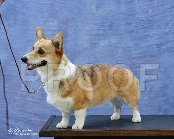 CorgiPW-5927-LR