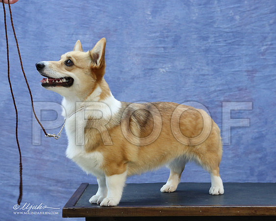 CorgiPW-5929-LR