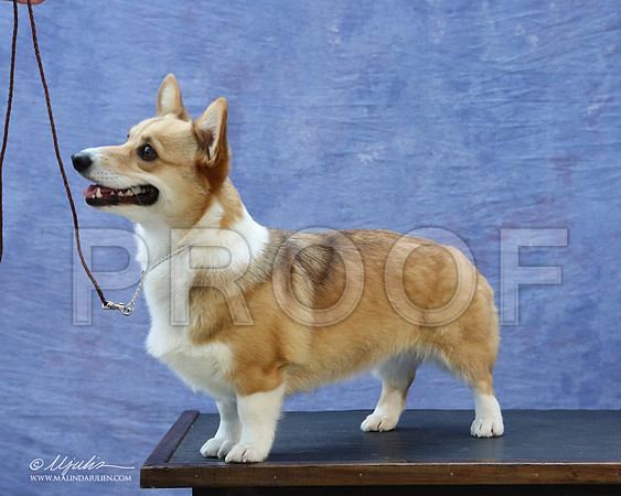 CorgiPW-5932-LR