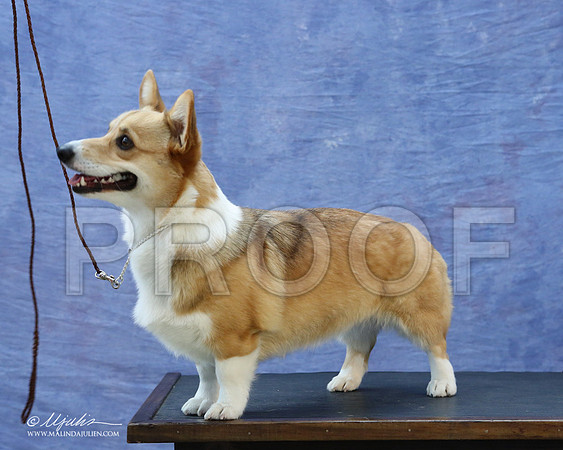 CorgiPW-5933-LR