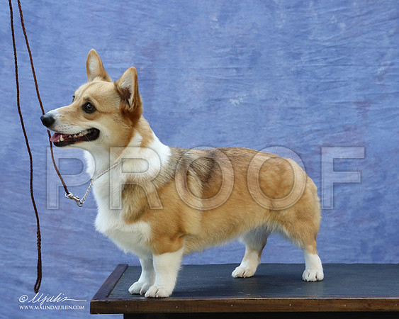 CorgiPW-5934-LR