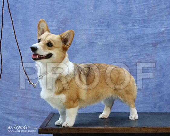 CorgiPW-5936-LR