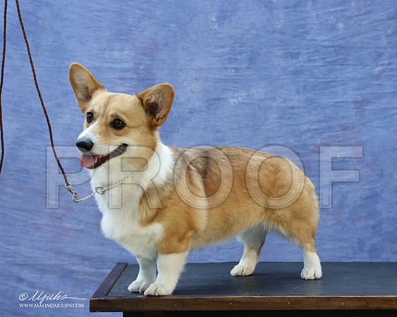 CorgiPW-5938-LR