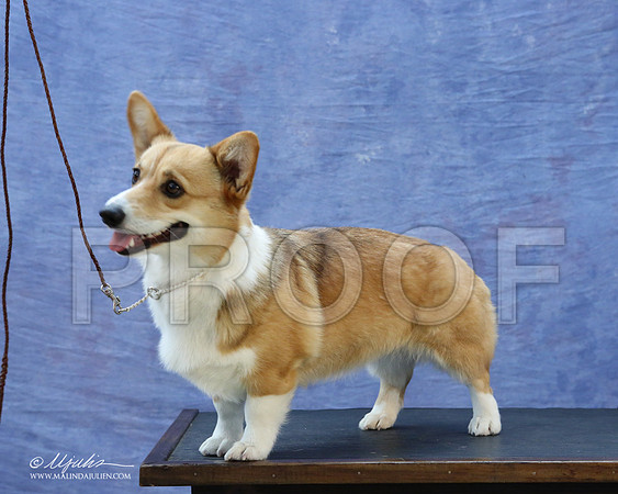 CorgiPW-5939-LR