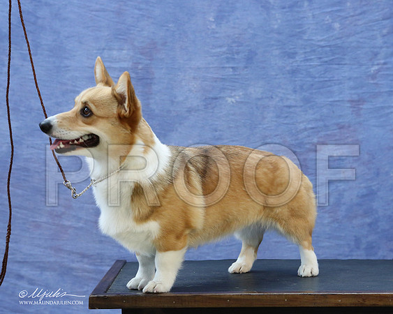 CorgiPW-5941-LR