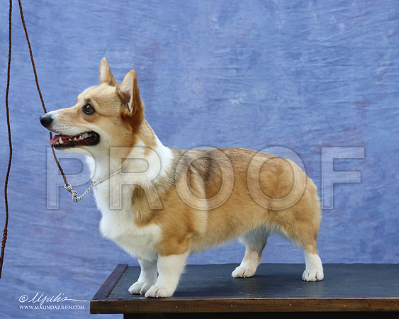 CorgiPW-5942-LR