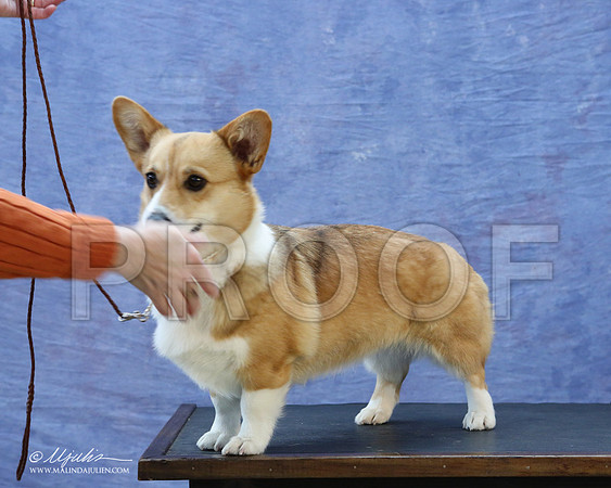 CorgiPW-5945-LR