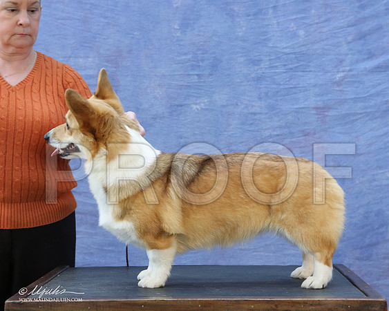 CorgiPW-5946-LR