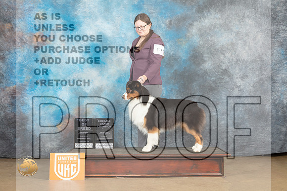 Australian Shepherd #114 Sun BOB Debbie mitchell_MJ_9978_UKCLvwfeb23_HR3