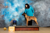 Belgian Malinois #128 Sun BOBG1 Judge Debbie Mitchell