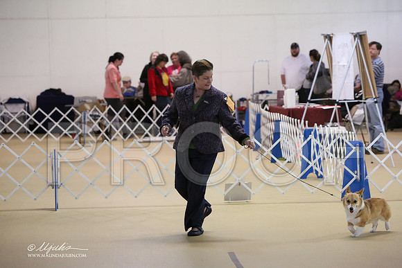 CorgPW-4184-LR