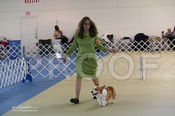 CorgPW-4194-LR