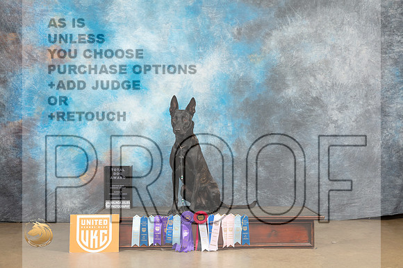 Dutch Shepherd #1102 Sun no judge_MJ_9968_UKCLvwfeb23_HR3