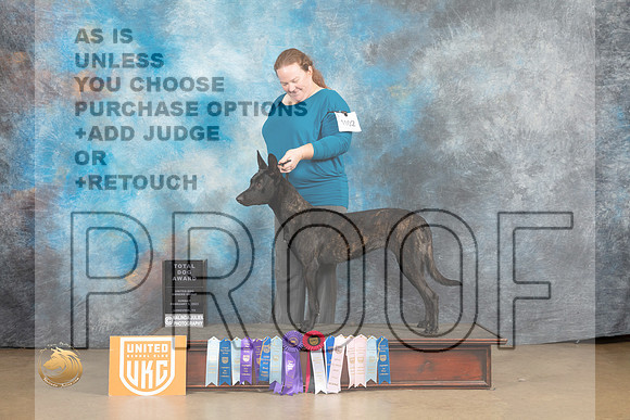 Dutch Shepherd #1102 Sun no judge_MJ_9972_UKCLvwfeb23_HR3