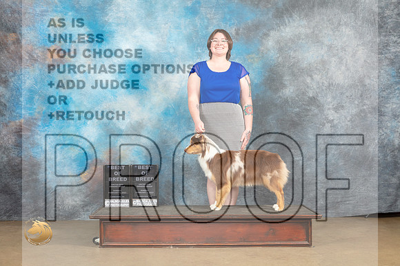 Miniature American Shepherd #124 Sun BOB Judge Debbie Mitchell Rick Gann_MJ_0007_UKCLvwfeb23_HR3