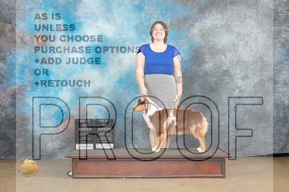 Miniature American Shepherd #124 Sun BOB Judge Debbie Mitchell Rick Gann_MJ_0009_UKCLvwfeb23_HR3