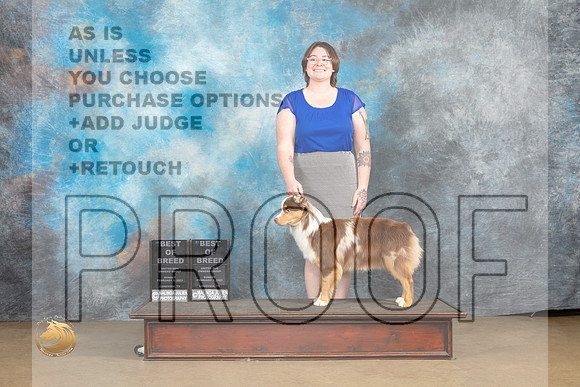 Miniature American Shepherd #124 Sun BOB Judge Debbie Mitchell Rick Gann_MJ_0010_UKCLvwfeb23_HR3