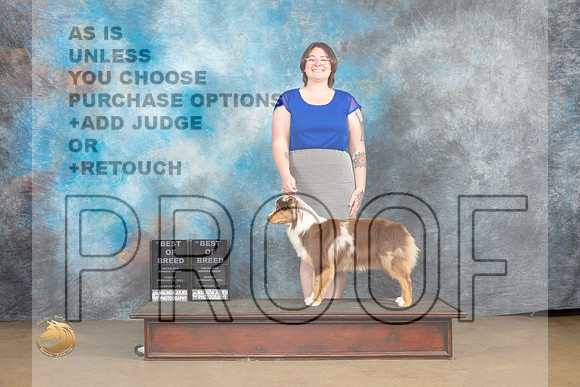 Miniature American Shepherd #124 Sun BOB Judge Debbie Mitchell Rick Gann_MJ_0008_UKCLvwfeb23_HR3
