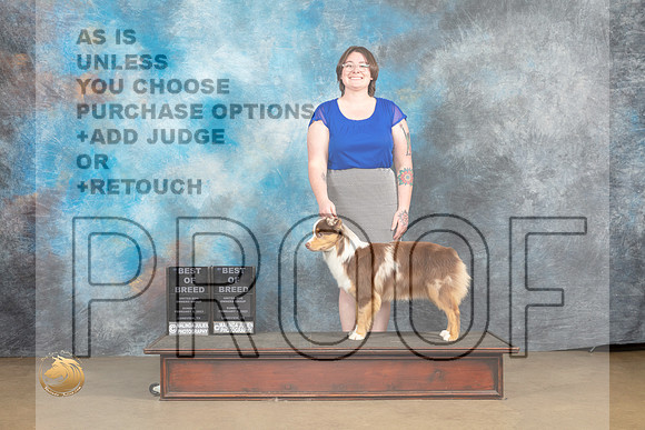 Miniature American Shepherd #124 Sun BOB Judge Debbie Mitchell Rick Gann_MJ_0011_UKCLvwfeb23_HR3