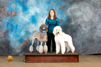 Poodles Std #250 Sun