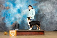 Australian Shepherd #272 Sun BOBCh Judge Debbie Mitchell